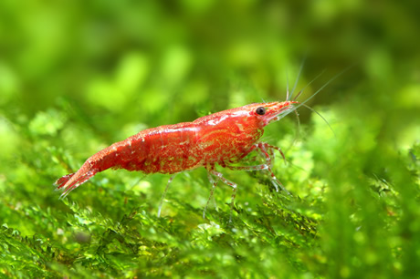 鑑賞魚用水の管理 鈴研株式会社 鑑賞魚用水の管理 鈴研株式会社